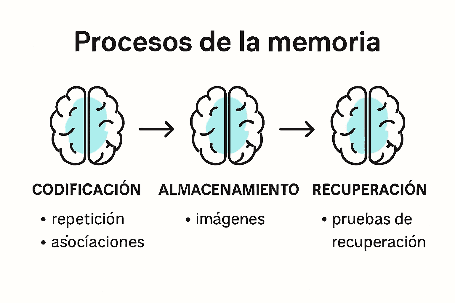 Infografia de processos neurológicos e técnicas de memorização